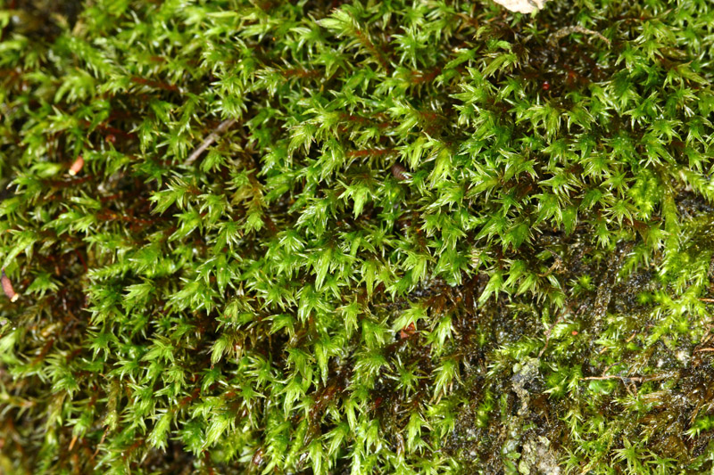 Schistidium apocarpum